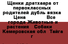 Щенки дратхаара от первоклассных  родителей(дубль вязка) › Цена ­ 22 000 - Все города Животные и растения » Собаки   . Кемеровская обл.,Тайга г.